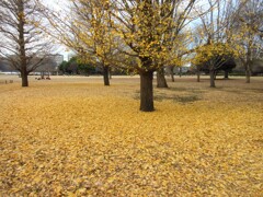 初冬の公園