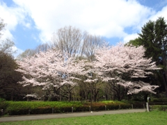 二本の桜