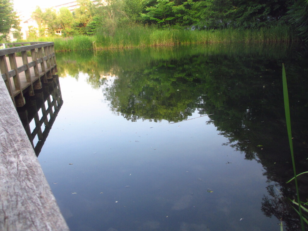 夕方の池面