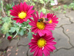 小菊とハチ