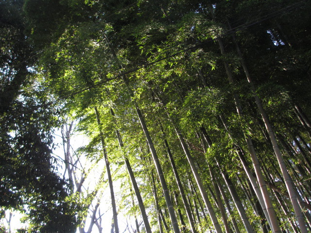 竹林