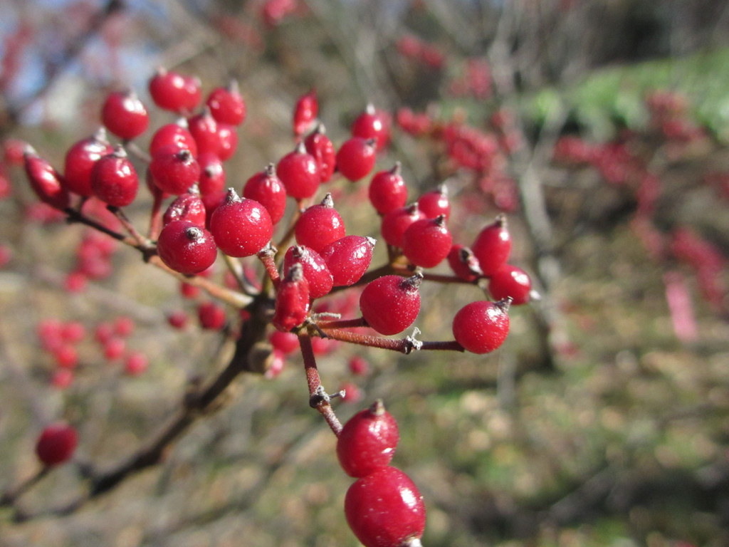 ガマズミの赤い実