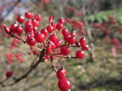 ガマズミの赤い実