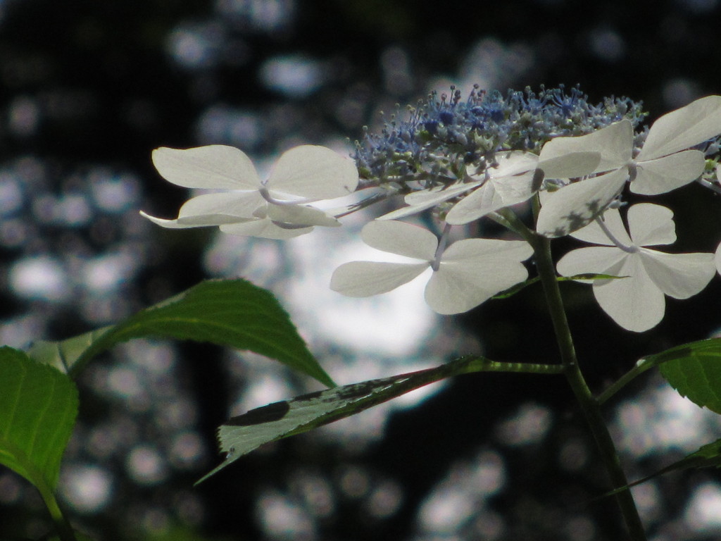 萼紫陽花