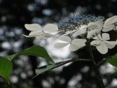 萼紫陽花