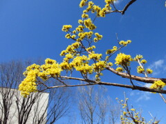 サンシュユ
