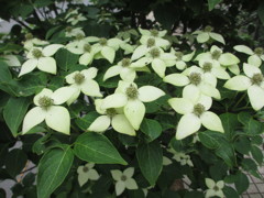 山法師