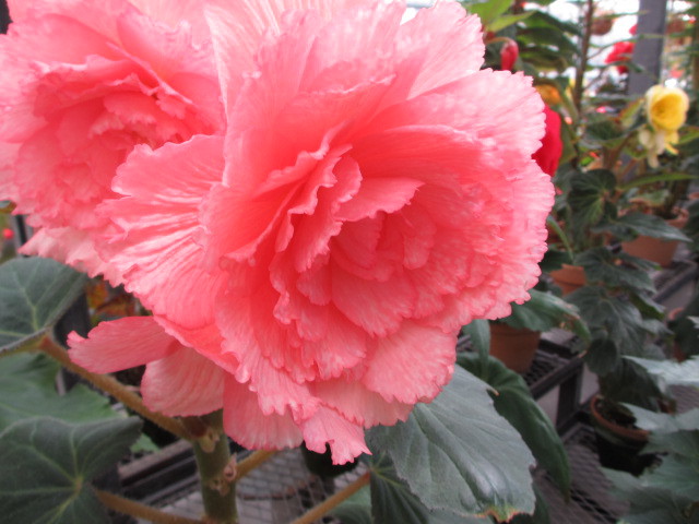 球根ﾍﾞｺﾞﾆｱ