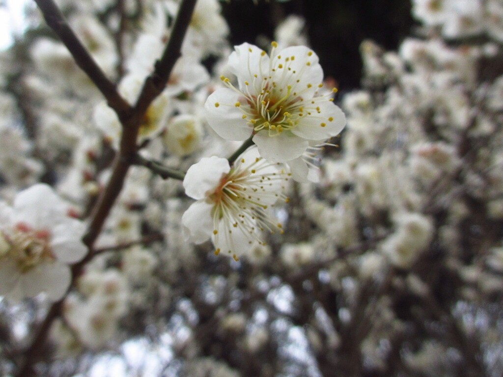 梅の花