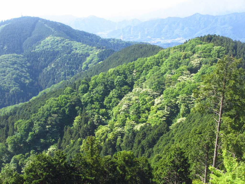 初夏の山