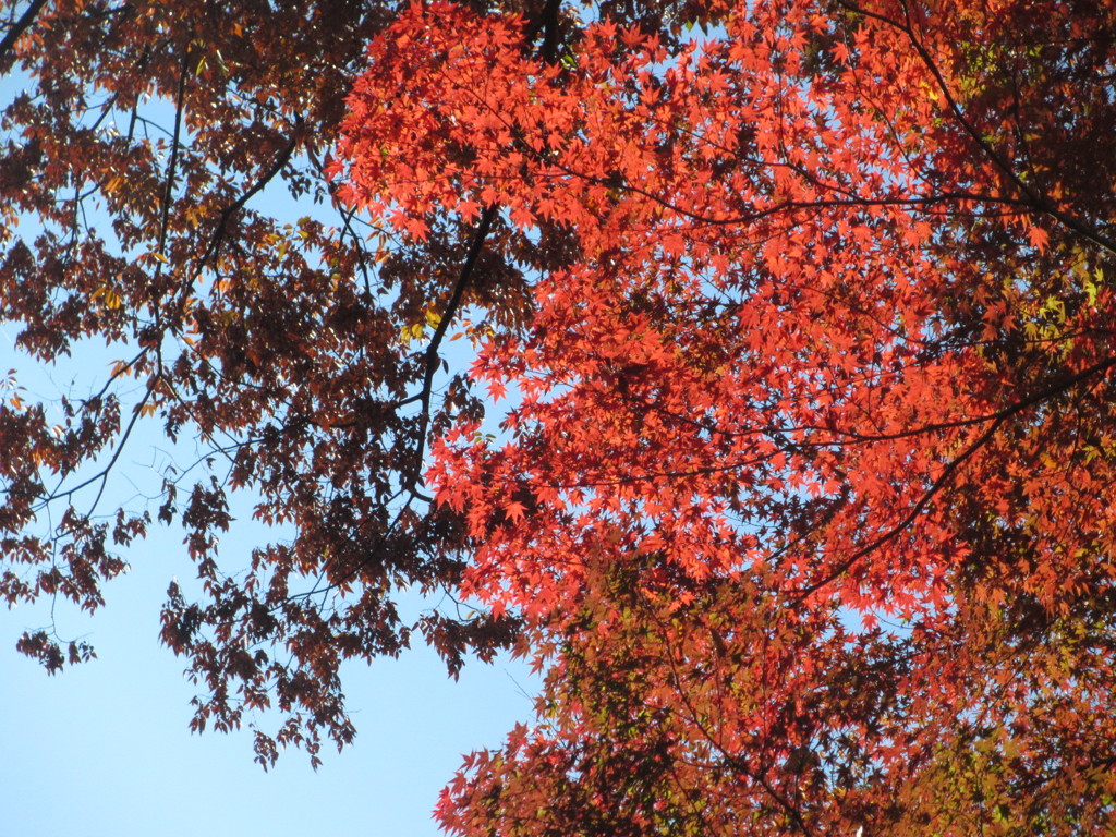 キャンパスにて