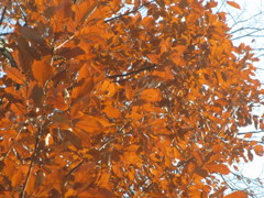 初冬・ブナの紅葉