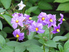 じゃがいもの花