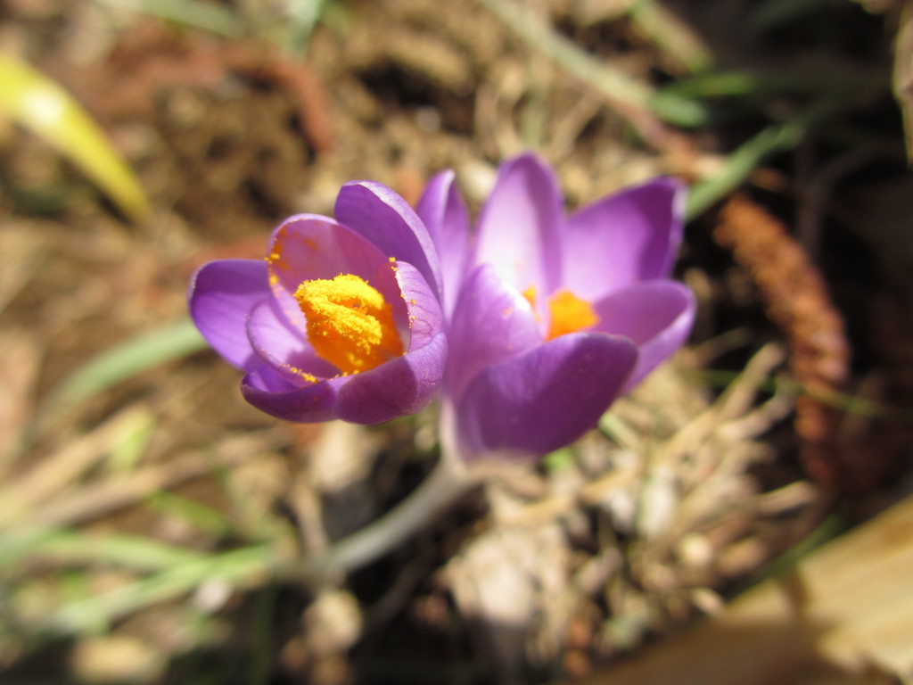 クロッカス