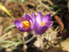 クロッカス