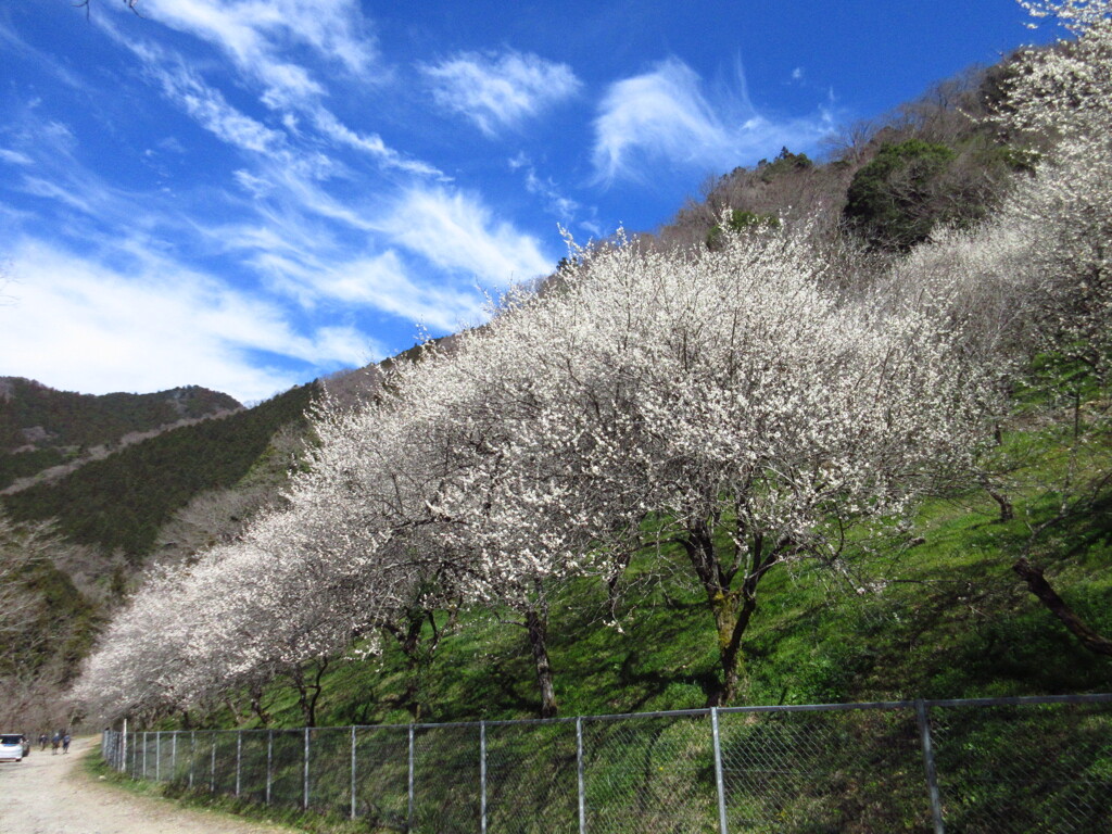 青空と梅林