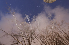 夜の木々