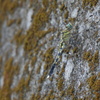 DSC00035