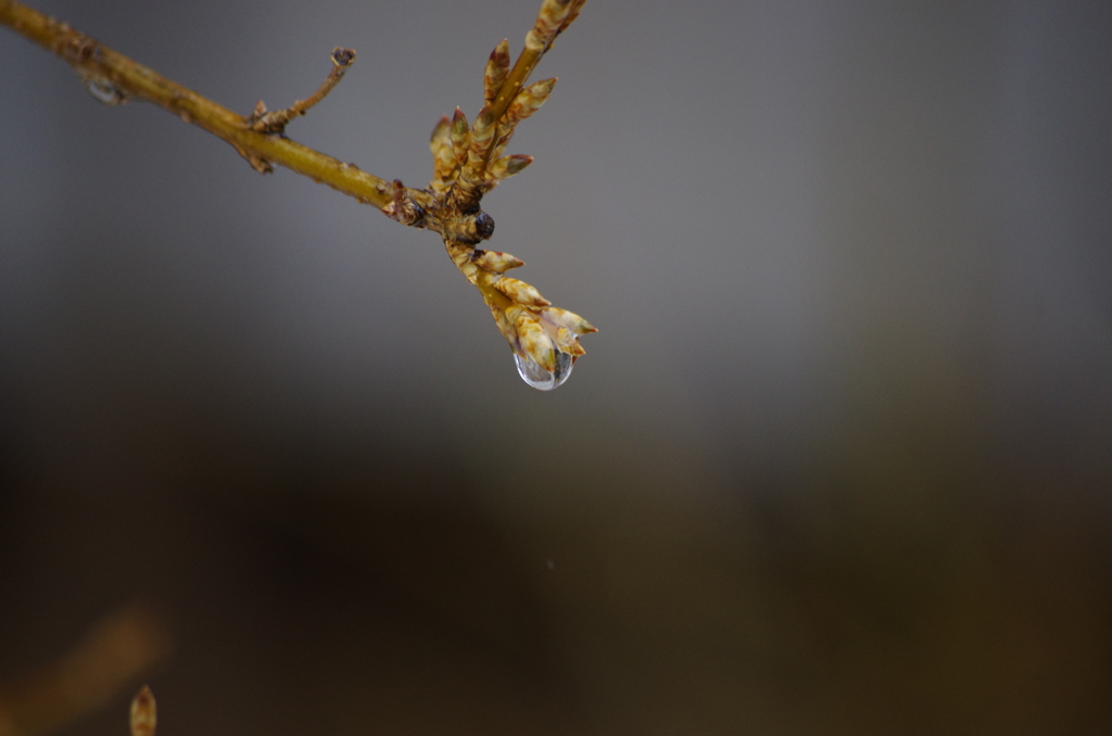 春雨1