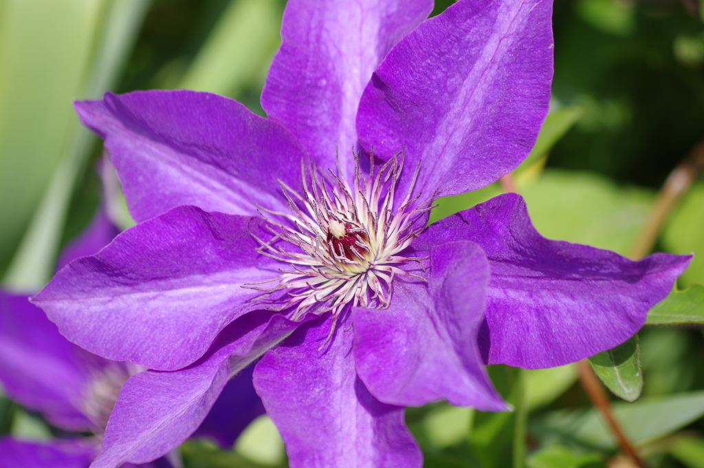 IMGP3759 野に咲く花の名前は知らないけれど・・・・