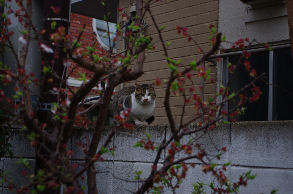 花を挟んで睨めっこ。