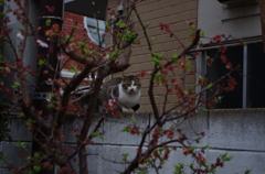 花を挟んで睨めっこ。