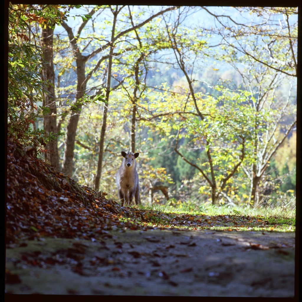 出くわした野生