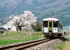 桜と釜石線
