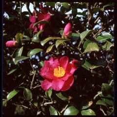 冬の花