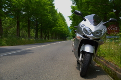 メタセコイヤと