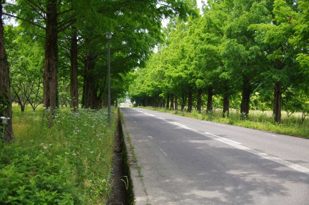 メタセコイア並木