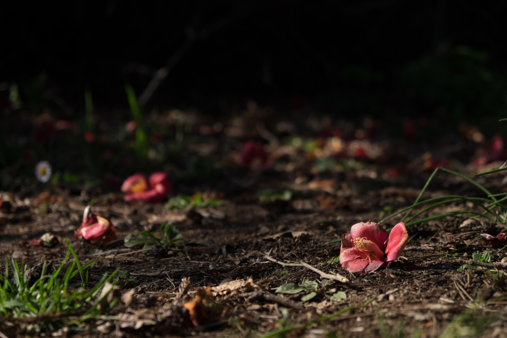 Fallen flowers