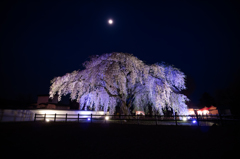 ライトアップ枝垂れ桜