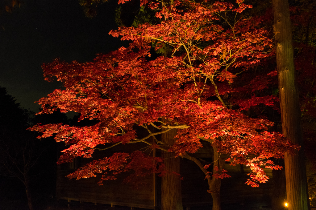 燃える紅葉