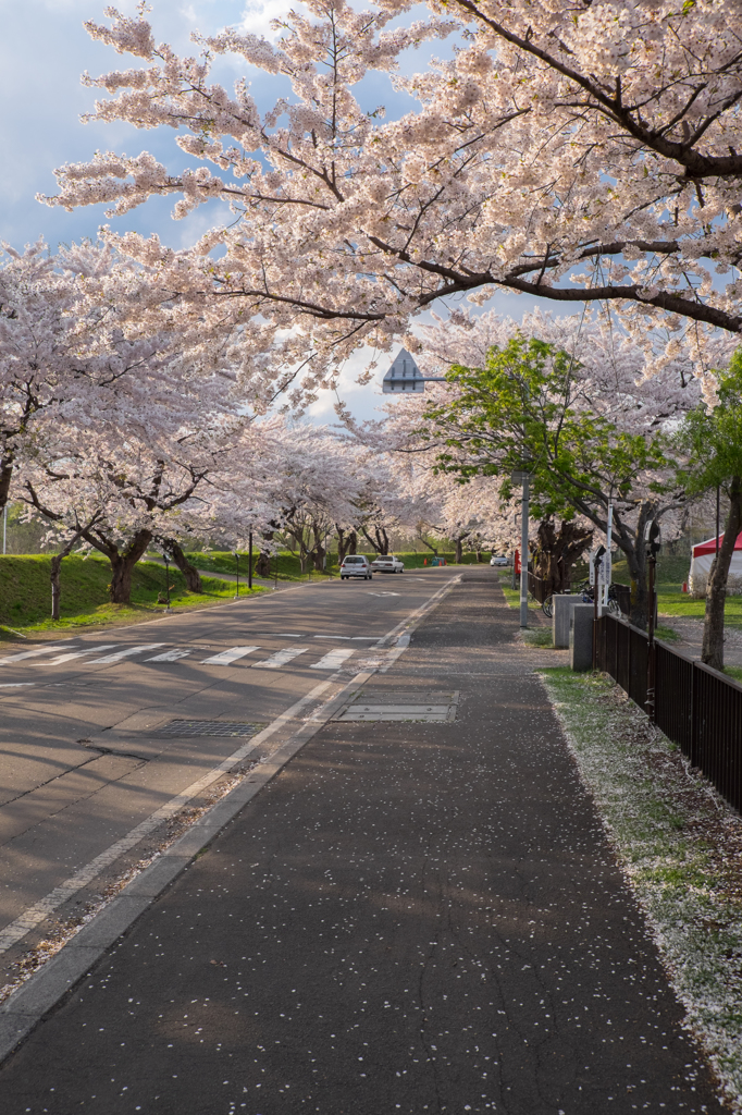 桜街道