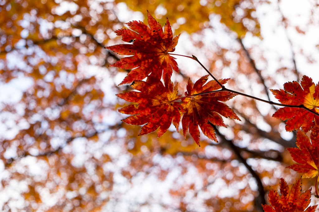 赤紅葉