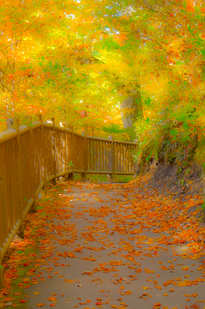 秋の小道