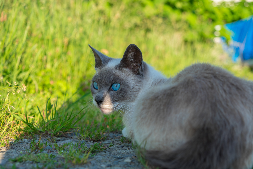 Blue eyes