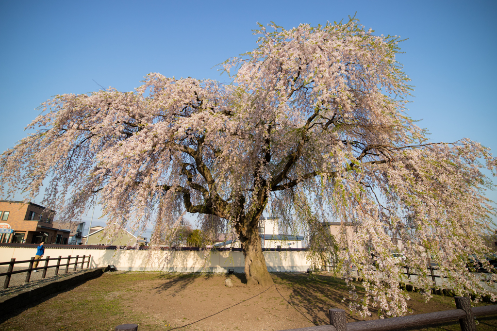 枝垂れ桜