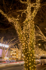 表参道　ケヤキ並木