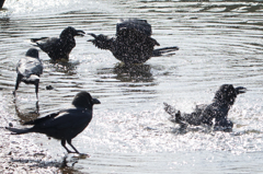 カラスの行水