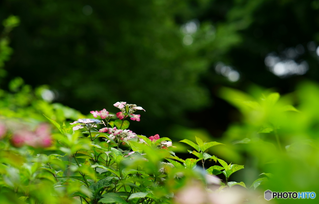 薬師池 初夏