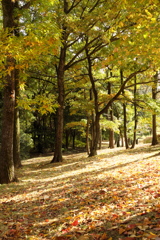 落葉の散歩道