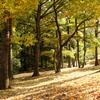 落葉の散歩道