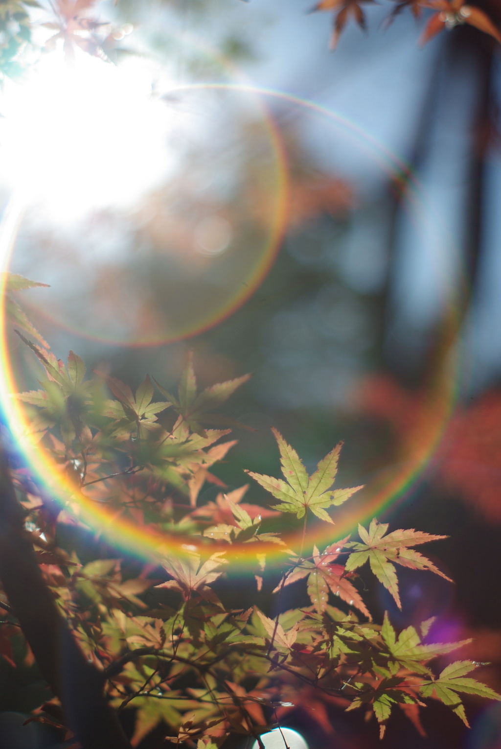 Super takumar 55mm f1 8 by id 12151983 photohito