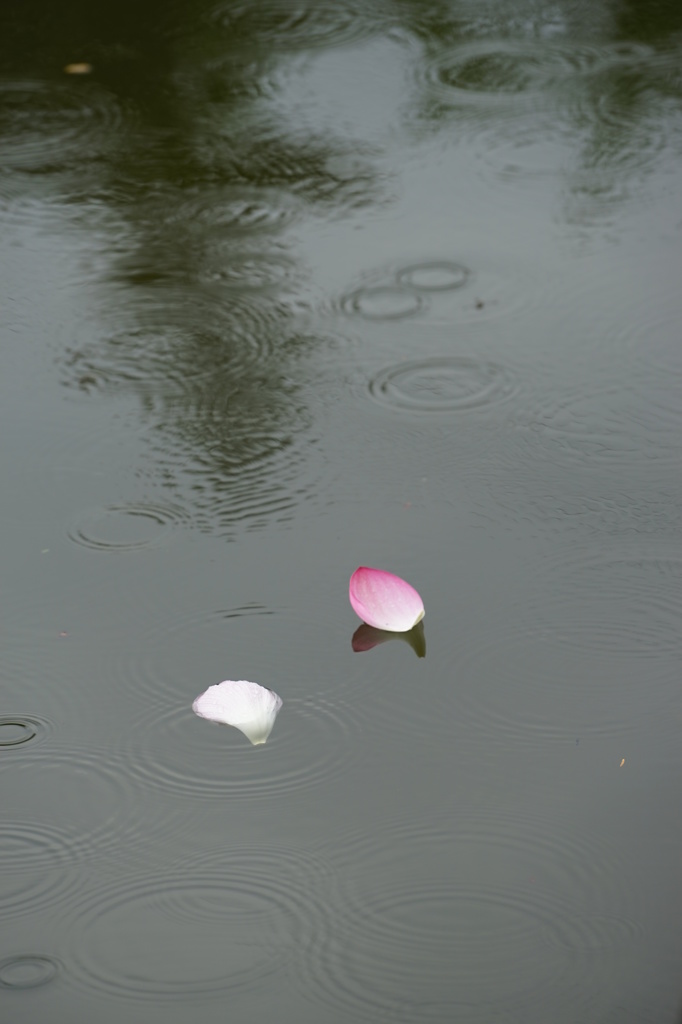 お堀端に浮かんで