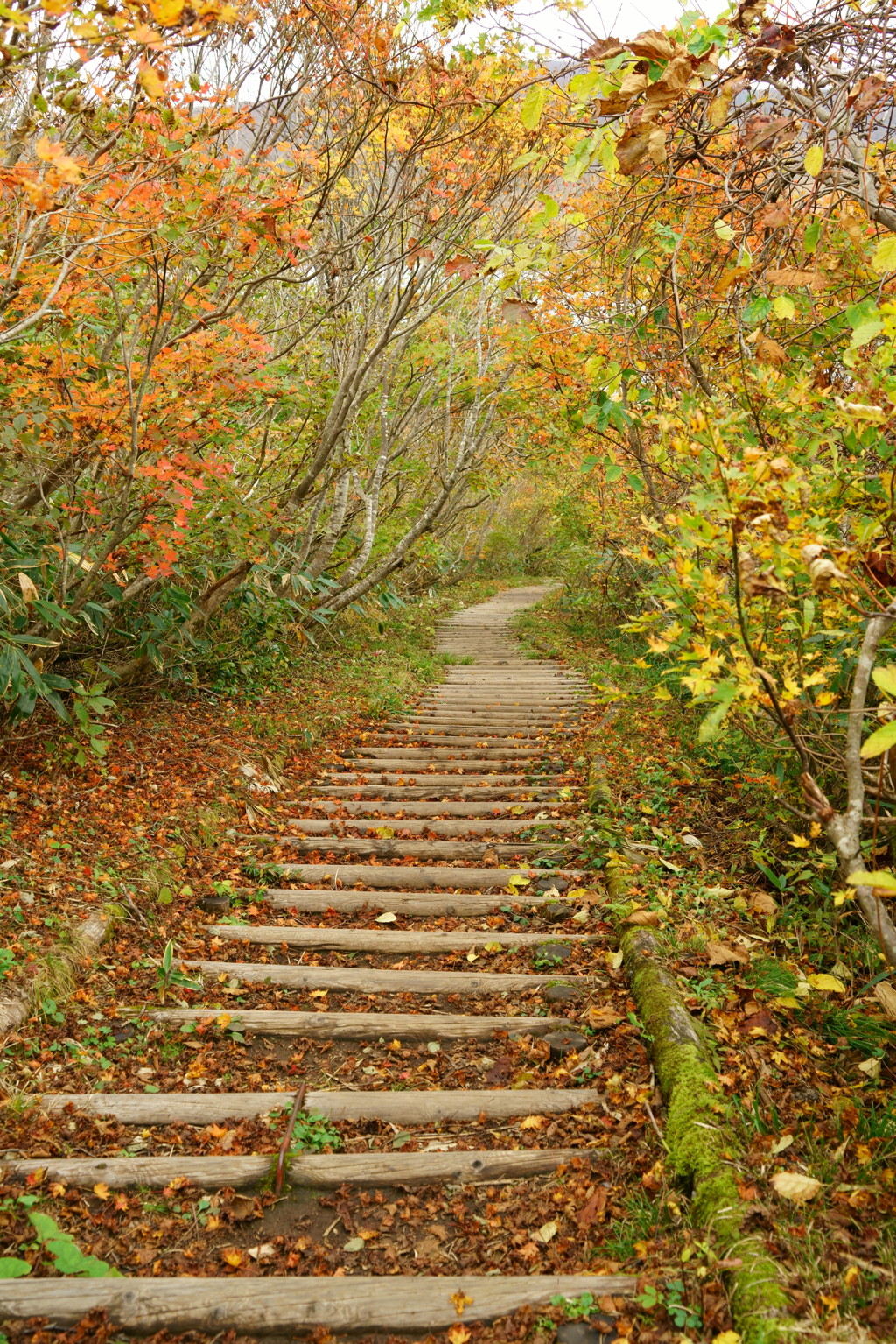 落葉のトンネル