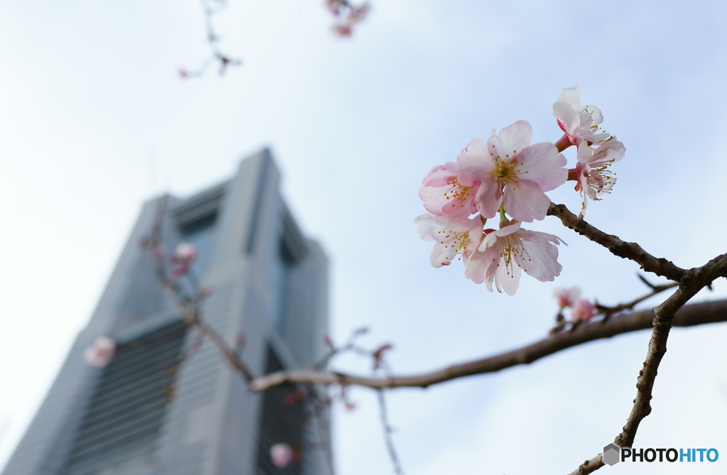 横浜にも春