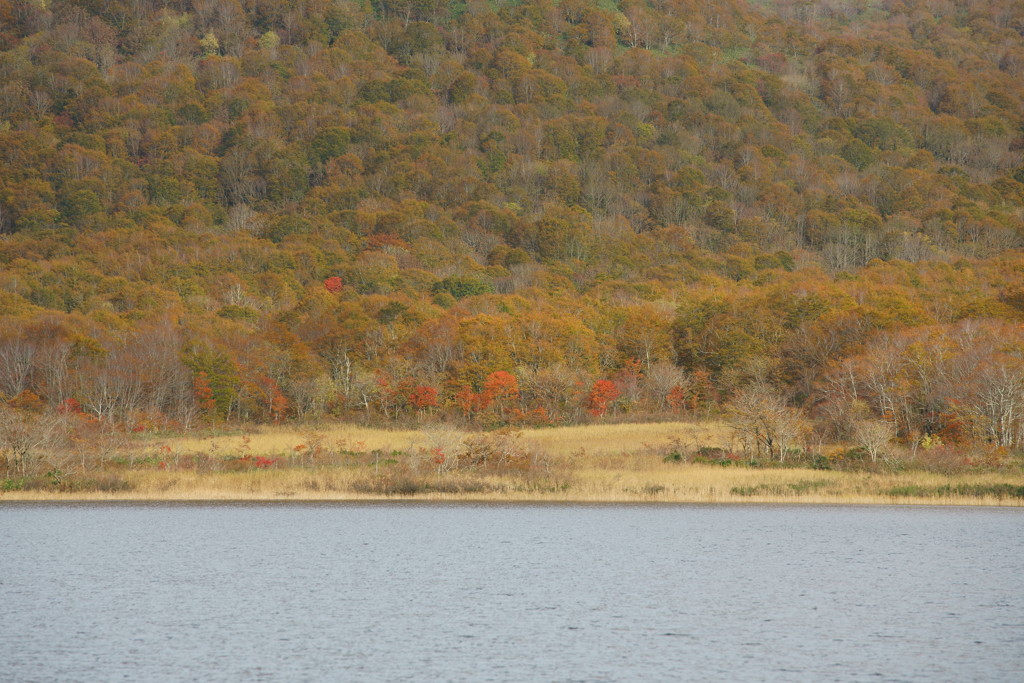 わずかな紅を探して