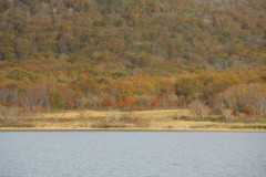 わずかな紅を探して